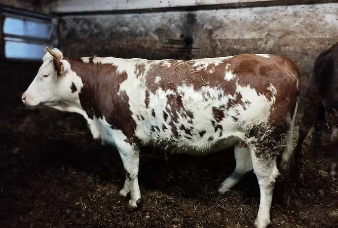 Verkaufe tragende Hinterwälder Kuh - Bild 2