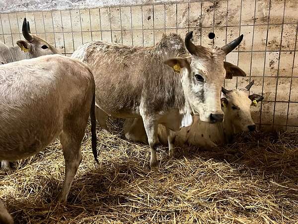 Zwergzebu Rind/Kuh BIO - Bild 1