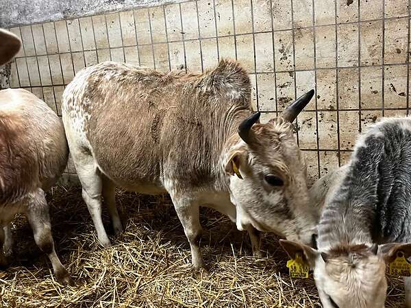 Zwergzebu Rind/Kuh BIO - Bild 2