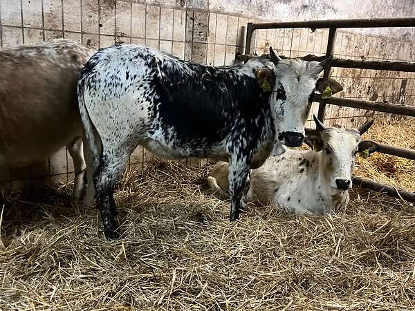 Zwergzebu Rind/Kuh BIO - Bild 3