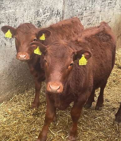 Dexter, Zwergrind, Jungrind, Ochse - Bild 1