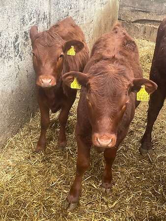 Dexter, Zwergrind, Jungrind, Ochse - Bild 2