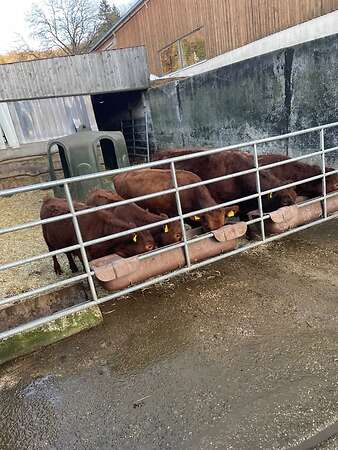 Dexter, Zwergrind, Jungrind, Ochse - Bild 3