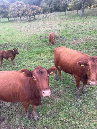 Dexter, Zwergrind, Jungrind, Ochse - Bild 4