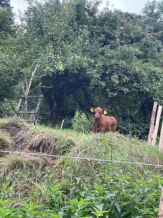 Dexter, Zwergrind, Jungrind, Ochse - Bild 5