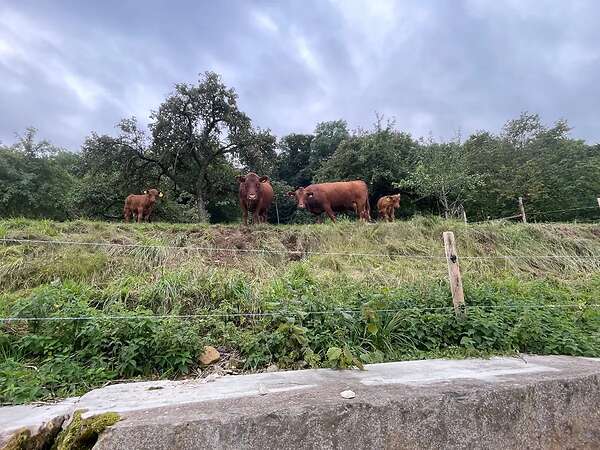 Dexter, Zwergrind, Jungrind, Ochse - Bild 6