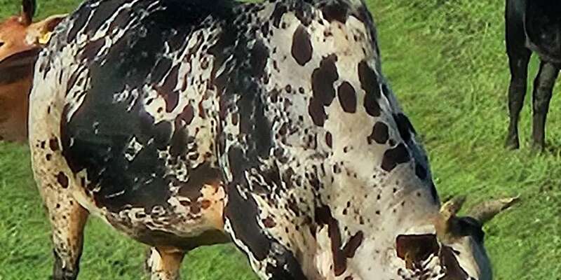 Zwergzebu Zuchtbulle Herdbuch