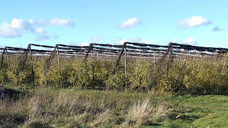 Verkaufe Hagelnetze für den Obstbau