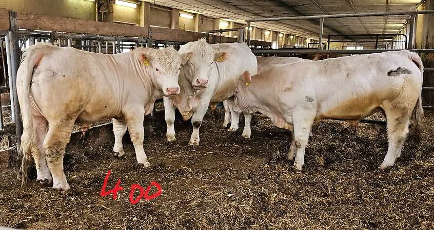 ÖKO - CHA Jungbullen - Bild 1