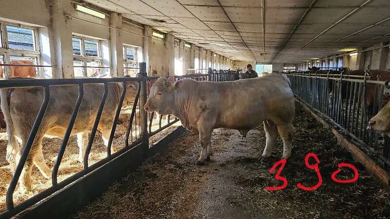 ÖKO - CHA Jungbullen - Bild 2