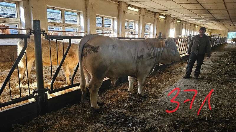 ÖKO - CHA Jungbullen - Bild 3