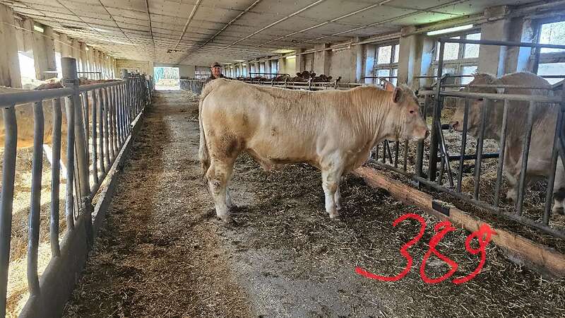 ÖKO - CHA Jungbullen - Bild 4