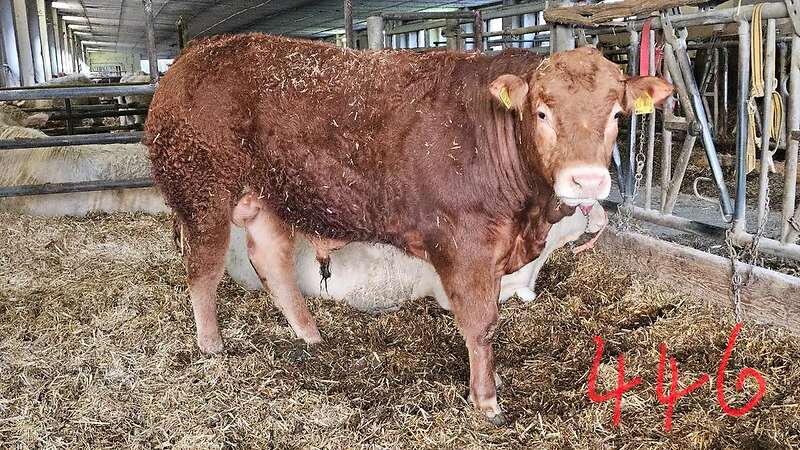 ÖKO - LIM Jungbullen - Bild 3