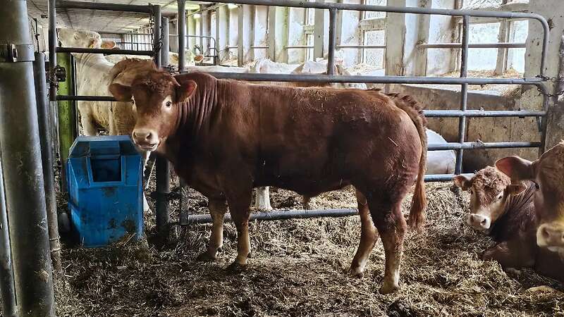 ÖKO - LIM Jungbullen - Bild 4