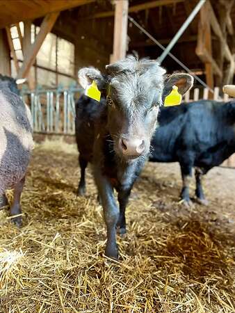 Dexter Absetzer Kalb Färse "Karolin" BIO geb.: 09/25 - Bild 1