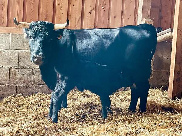 Dexter Absetzer Kalb Färse "Karolin" BIO geb.: 09/25 - Bild 2