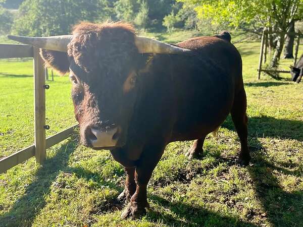 Dexter Absetzer Kalb Färse "Karolin" BIO geb.: 09/25 - Bild 3