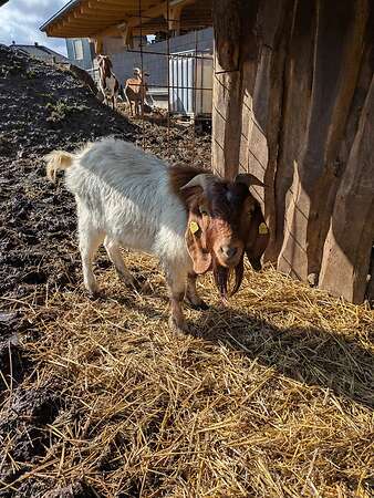 Burenbock Kalle (2 Jahre) sucht neues Zuhause - Bild 1