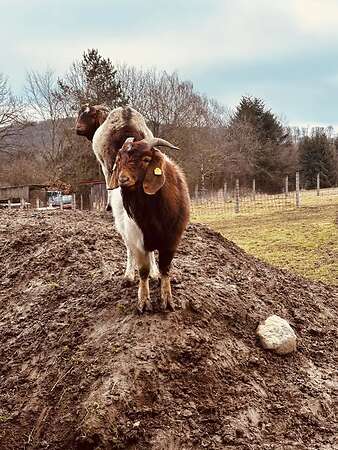 Burenbock Kalle (2 Jahre) sucht neues Zuhause - Bild 2