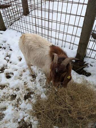 Burenbock Kalle (2 Jahre) sucht neues Zuhause - Bild 3