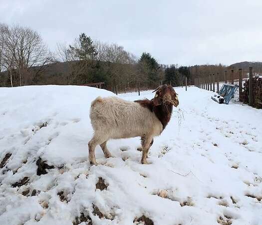 Burenbock Kalle (2 Jahre) sucht neues Zuhause - Bild 4