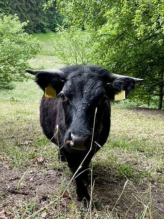 Dexter Rind Kuh Mutterkuh "Fini" geb. 06/2021 BIO