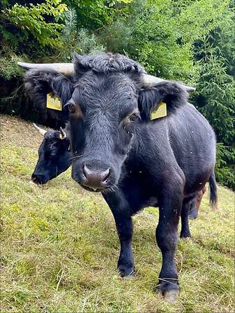 Dexter Rind Kuh Mutterkuh "Fini" geb. 06/2021 BIO - Bild 2