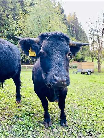 Dexter Rind Kuh Mutterkuh "Fini" geb. 06/2021 BIO - Bild 3