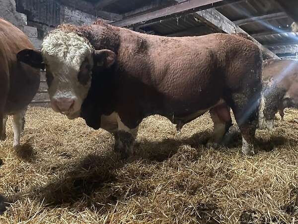 Fleckvieh Simmental Bulle - Bild 1