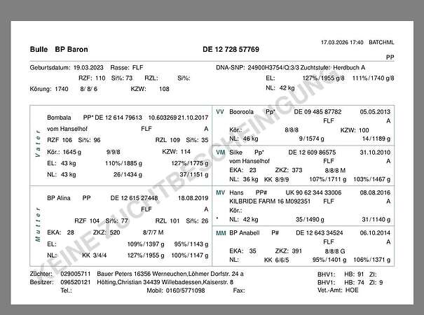 Fleckvieh Simmental Bulle - Bild 2