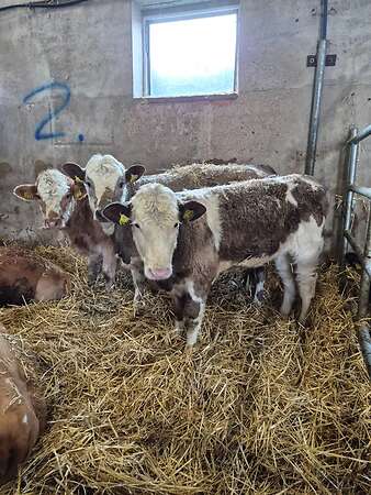 Männliche und Weibliche Absetzer  . Fresser. Rinder - Bild 1