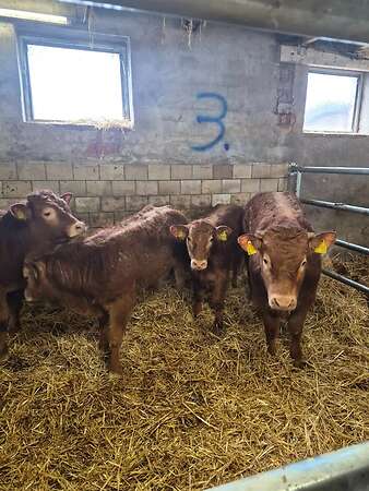 Männliche und Weibliche Absetzer  . Fresser. Rinder - Bild 2