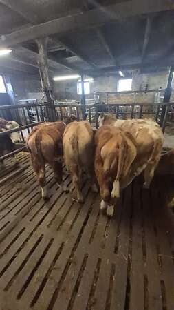 Männliche und Weibliche Absetzer  . Fresser. Rinder - Bild 3