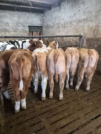 Männliche und Weibliche Absetzer  . Fresser. Rinder - Bild 4