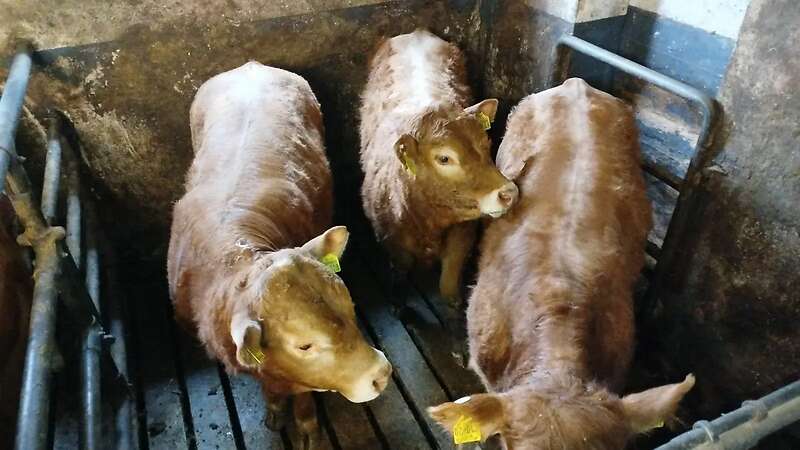 Limousin Jungbullen PP vom Hüttenberger Land zu verkaufen - Bild 1