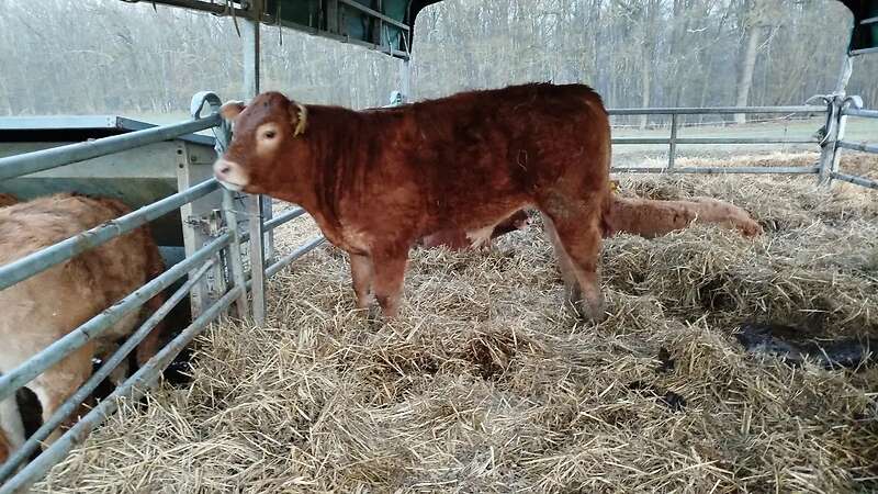 Limousin Jungbullen PP vom Hüttenberger Land zu verkaufen - Bild 2