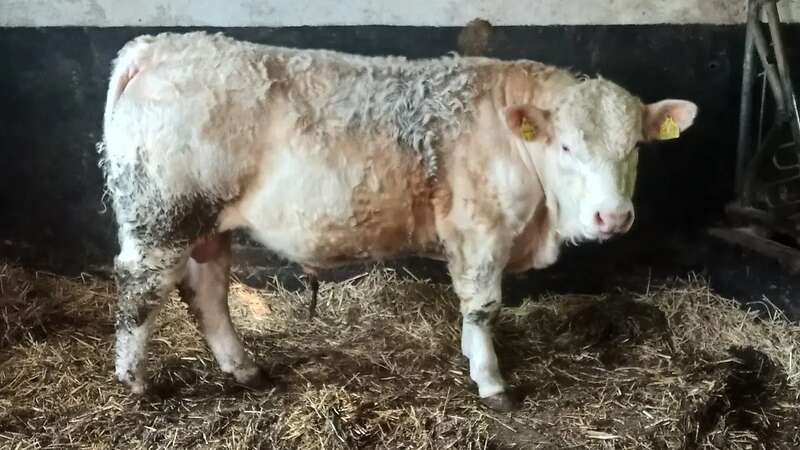 Charolais Deckbulle genetisch hornlos - Bild 1