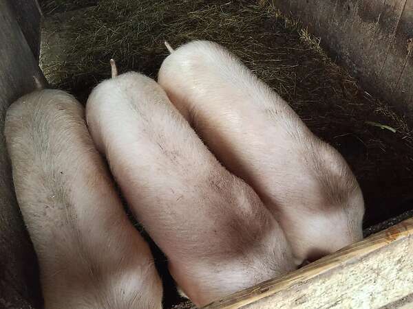 3 große schlachtschweine - Bild 1