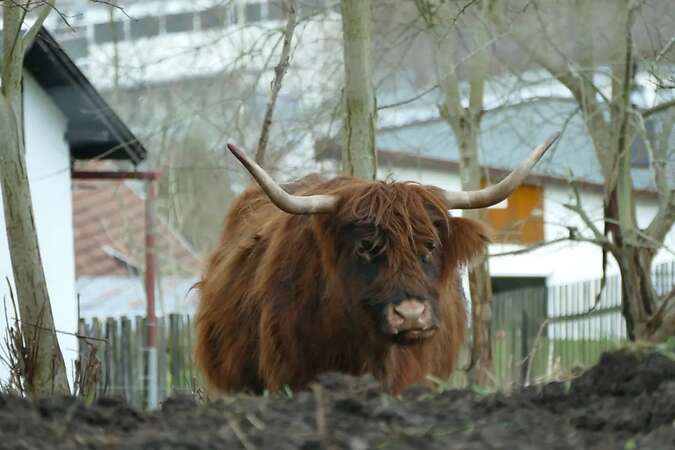 Suche Schottische Hochlandrinder - Bild 1