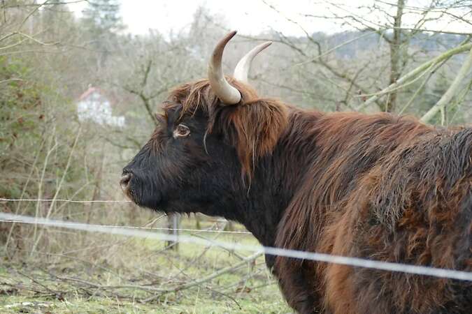 Suche Schottische Hochlandrinder - Bild 2