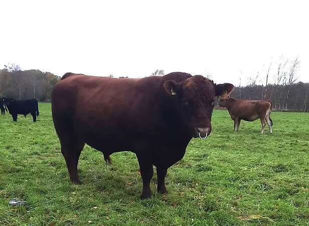 Angus Zuchtbulle/ Deckbulle mit Biostatus zu verkaufen, Herdbuch - Bild 1