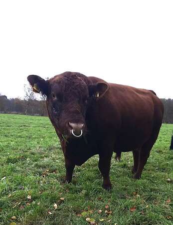 Angus Zuchtbulle/ Deckbulle mit Biostatus zu verkaufen, Herdbuch - Bild 2