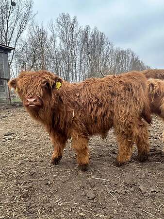 Highland Cattle Absetzer Bulle Bio - Bild 1