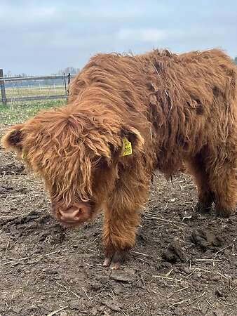 Highland Cattle Absetzer Bulle Bio - Bild 2