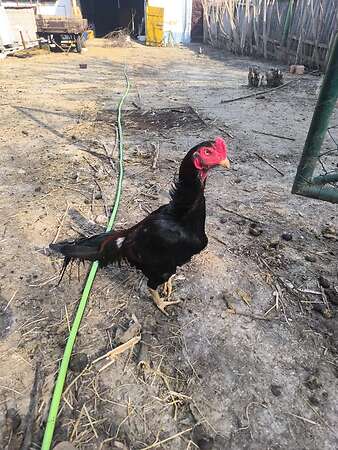 Shamo Zucht Hahn - Bild 1