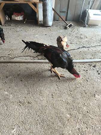 Shamo Zucht Hahn - Bild 2