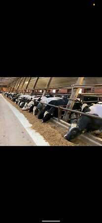 Suche Absetzer, Fresser, Färsen ab 6 Monate - Bild 1