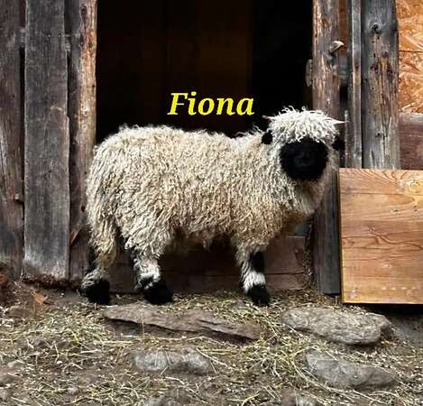 Walliser Schwarznasen - Bild 1