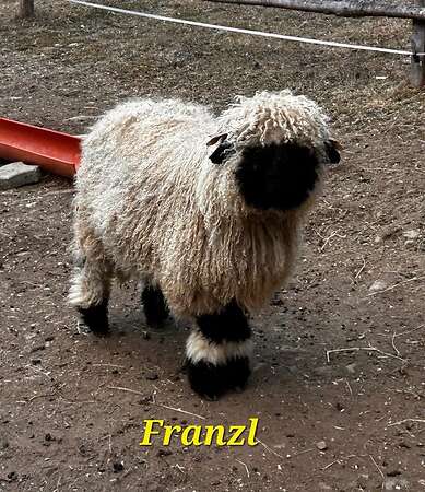 Walliser Schwarznasen - Bild 2