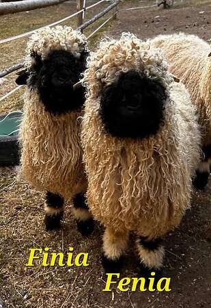 Walliser Schwarznasen - Bild 3